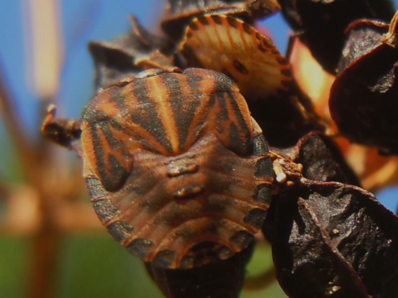 Pentatomidae da Arzachena (OT): Graphosoma lineatum lineatum